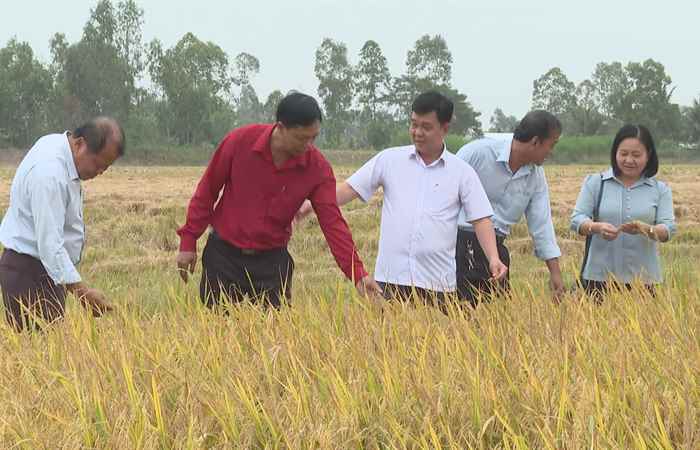 Trà lúa Đông Xuân của tỉnh Sóc Trăng an toàn trong điều kiện hạn, mặn